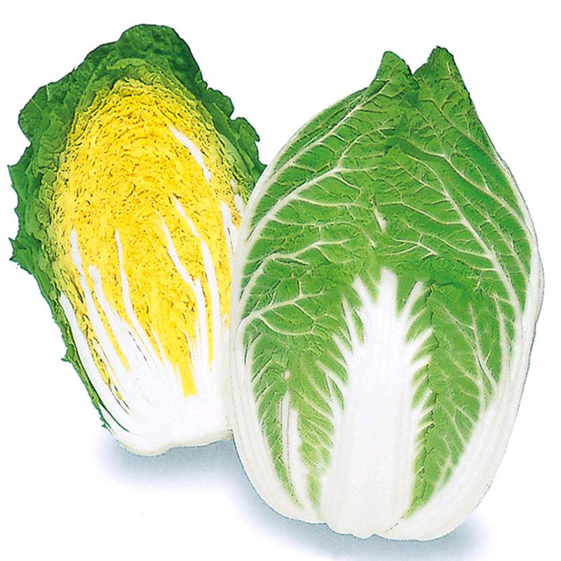 菜博士种业