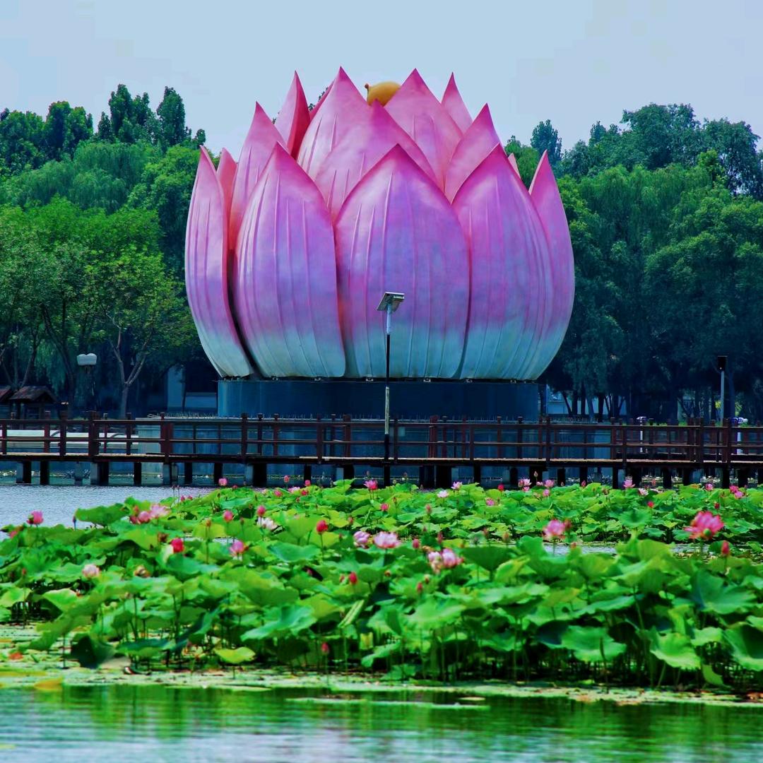 白洋淀大荷仙境～班班
