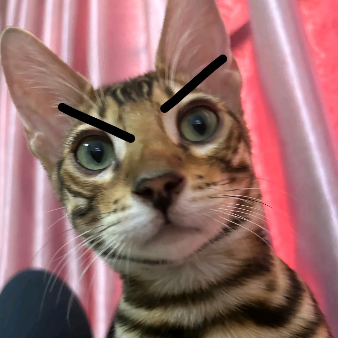 ╭ᰩ ᭄╮╭ᰩ ᭄╮╭ᰩ ᭄╮