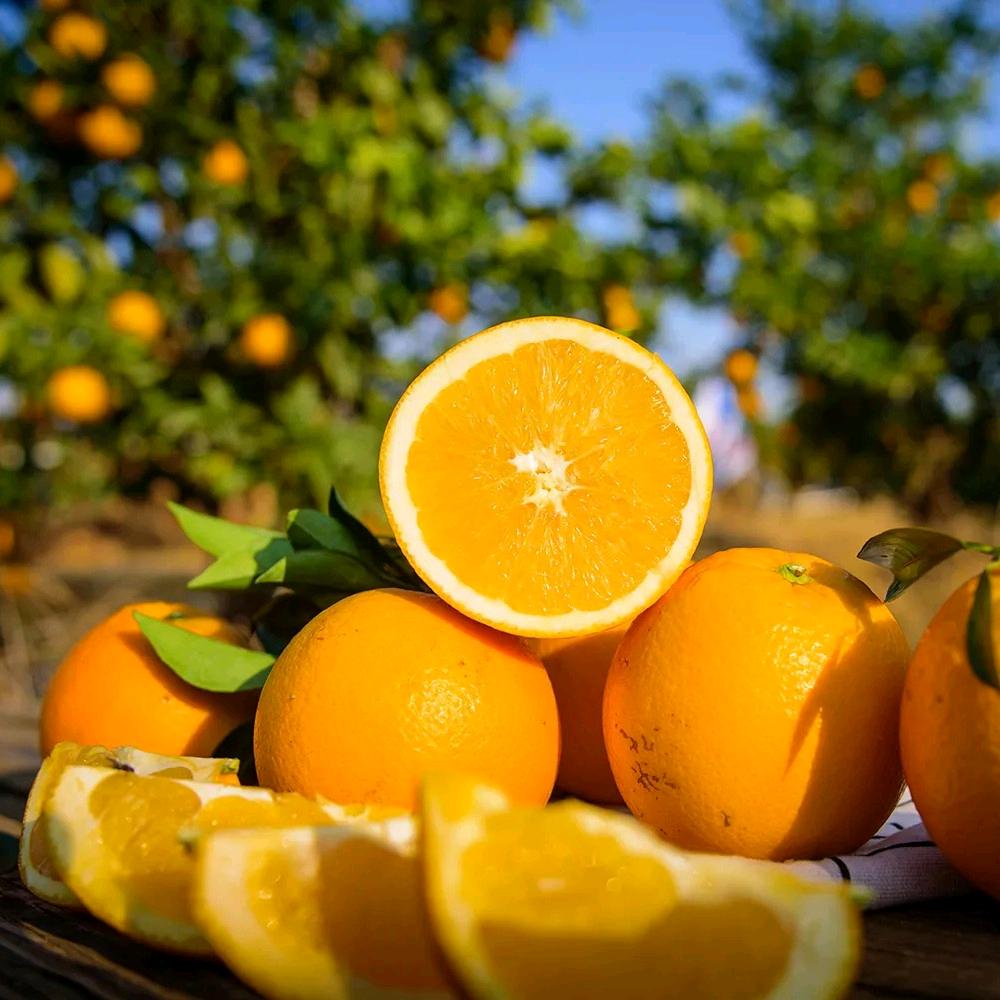 鱼儿家脐橙