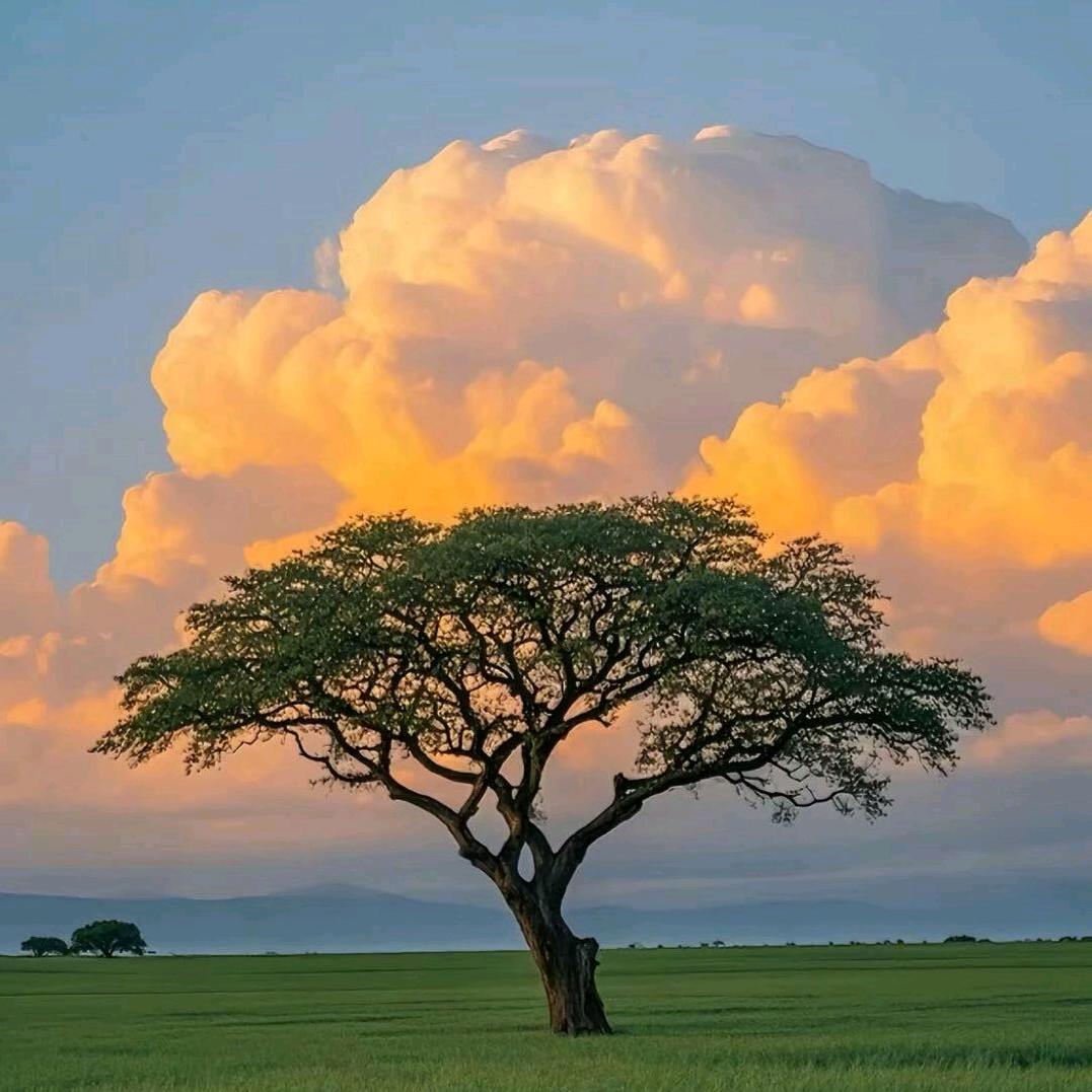 贝贝65(格力空调销售)