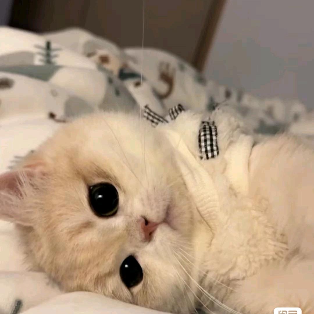 鹅鹅鹅