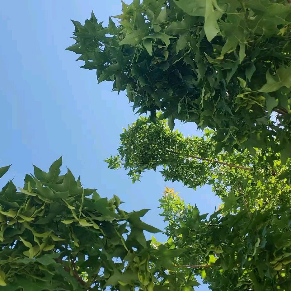 @刘先生