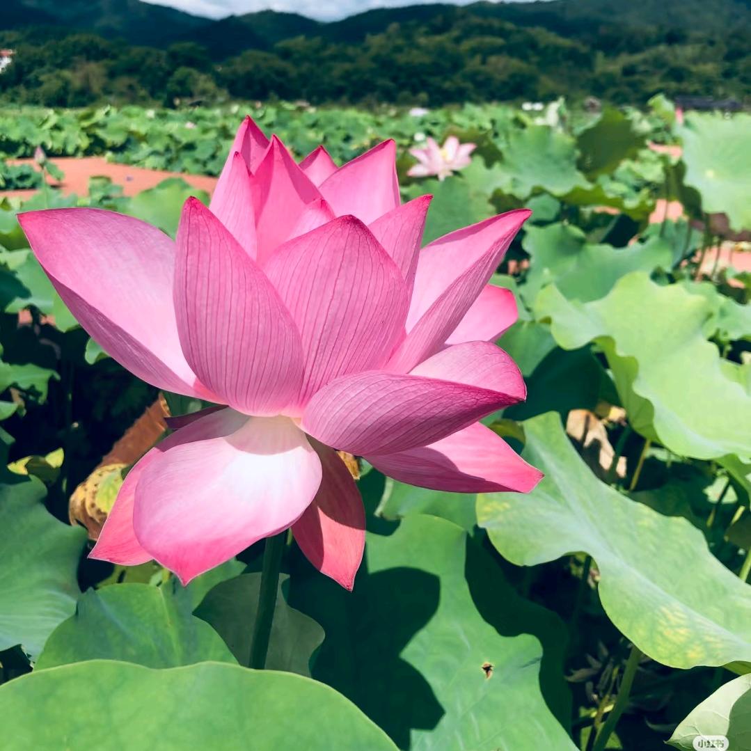 单身萍姐（想找个家）