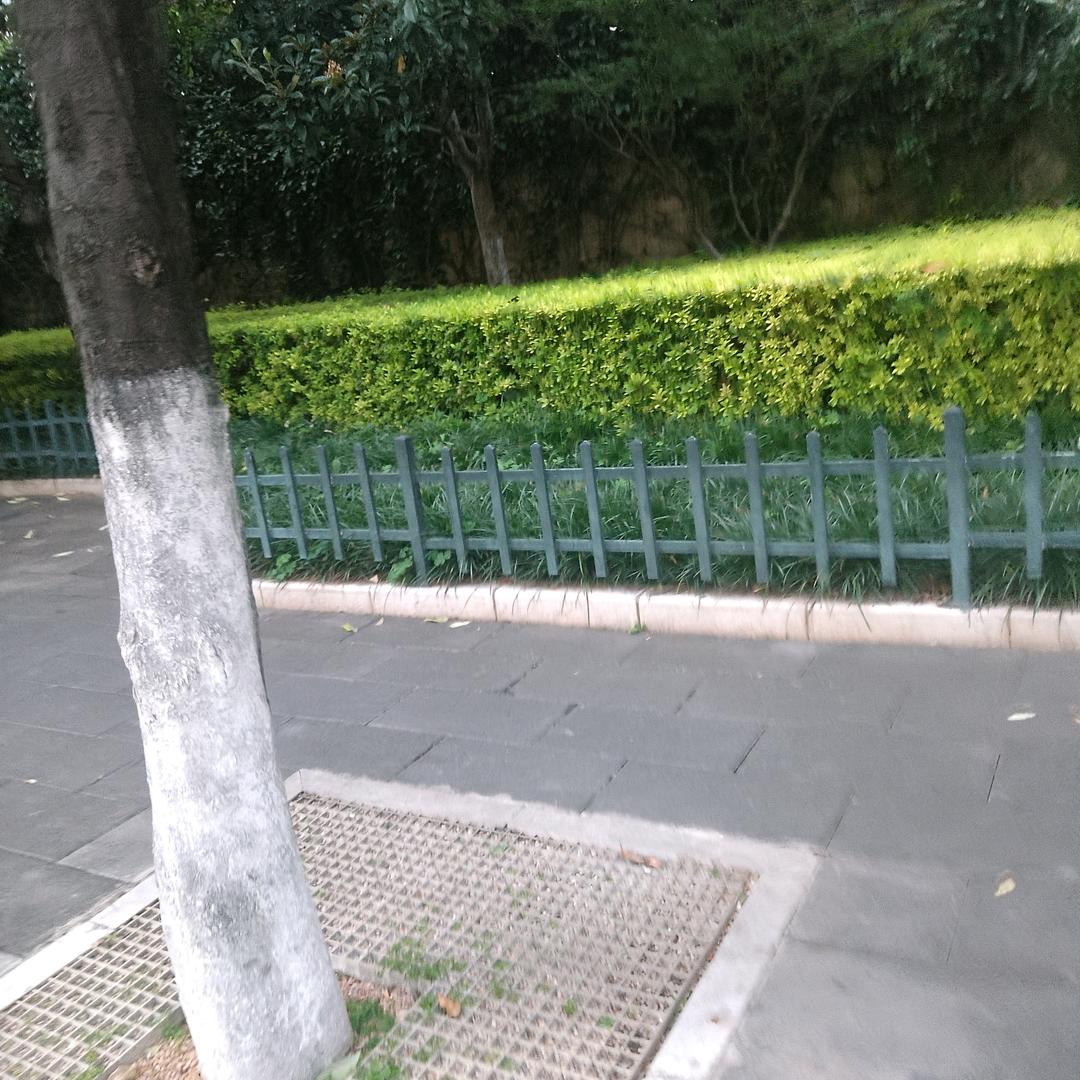 小叶茸🌼🌼🌼