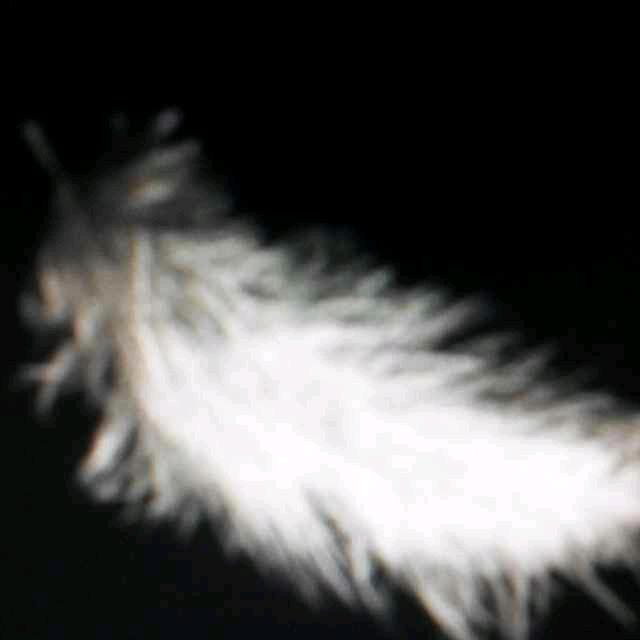 肩上蝶舞（拒绝私聊）