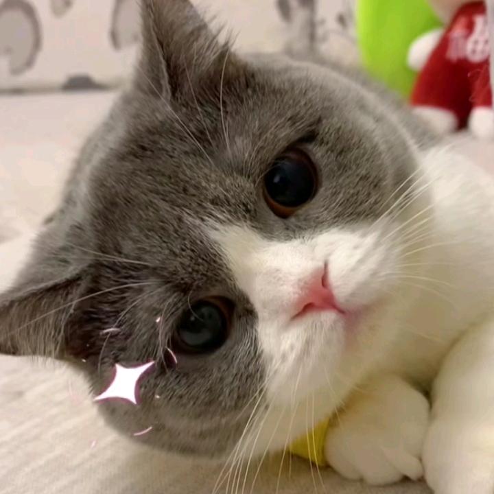 嚣张的张