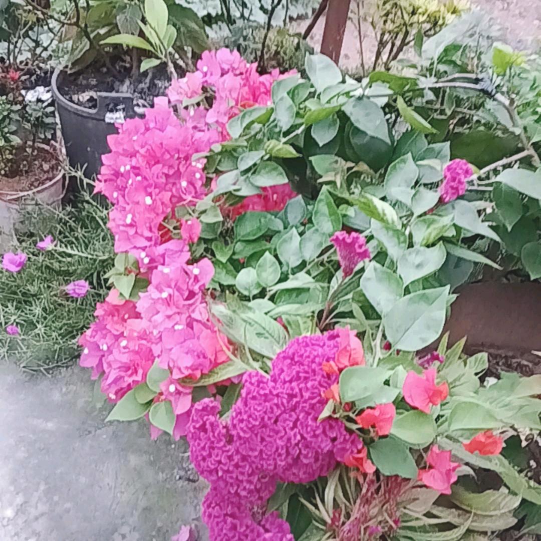 何胖子