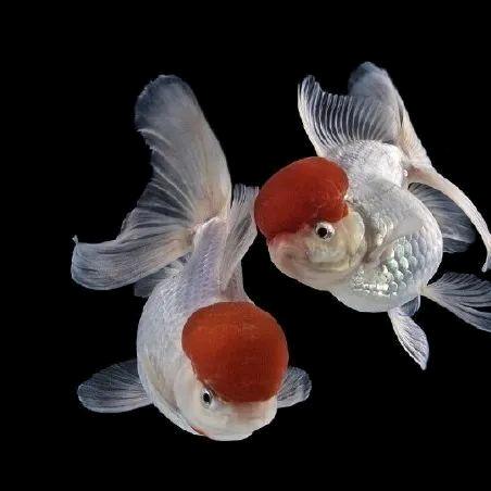 居家健康领航张师傅