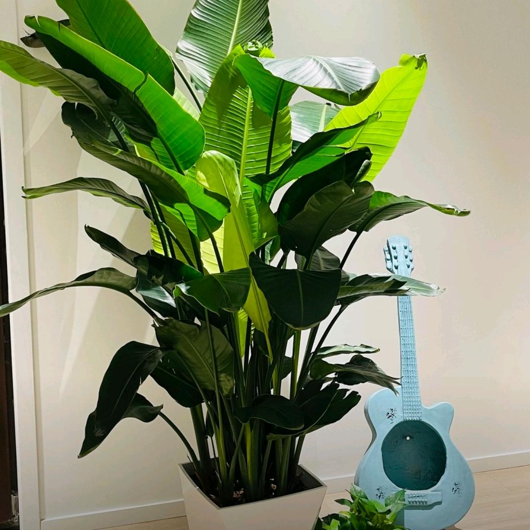彭姐绿植基地