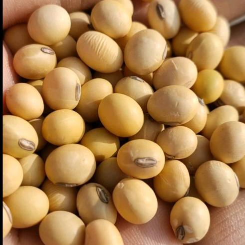 山东大豆-@刘宵南