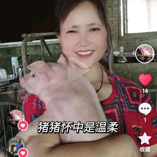 芳姐养猪