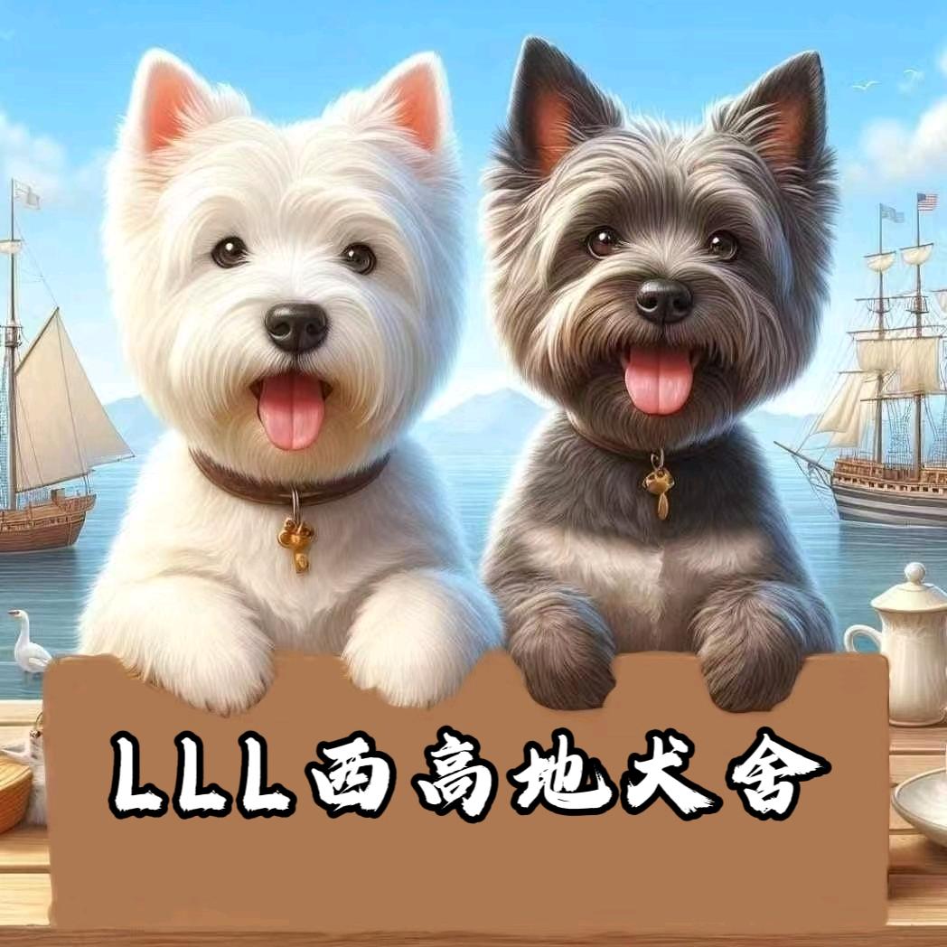 LLL犬舍《西高地种公借配繁育》
