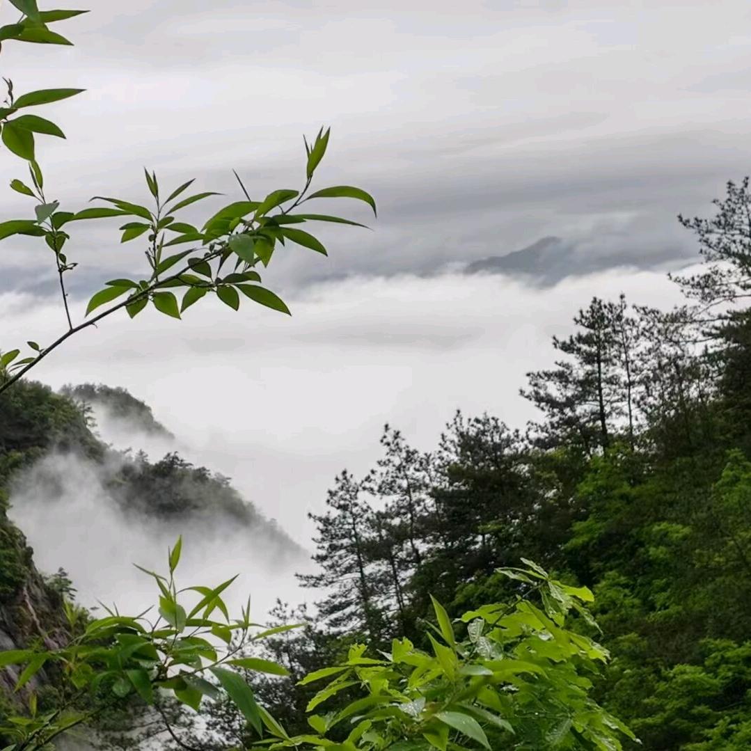 燕儿飞（橱窗有好物）