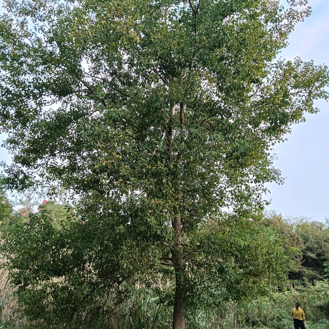 小龙苗木