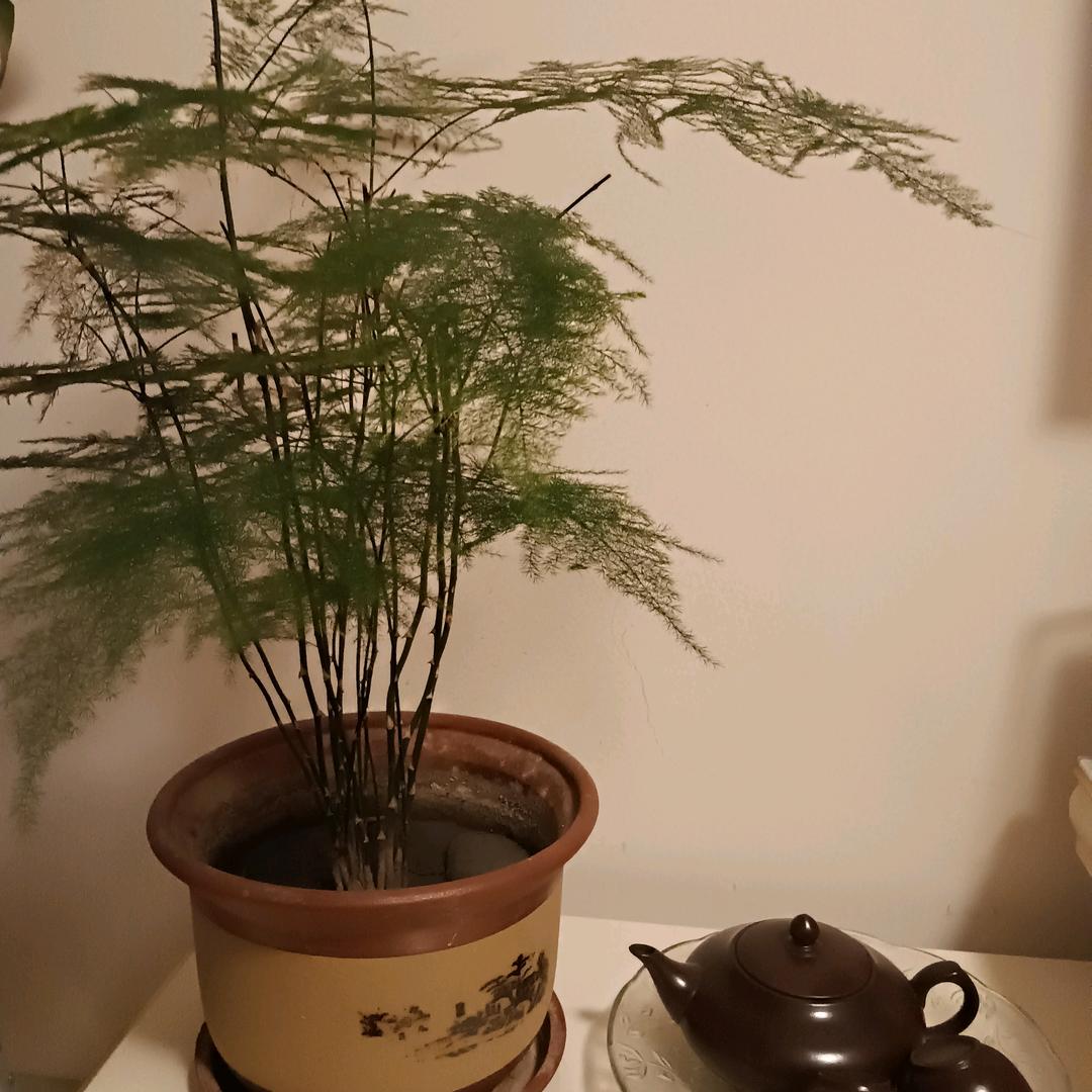 竹叶青