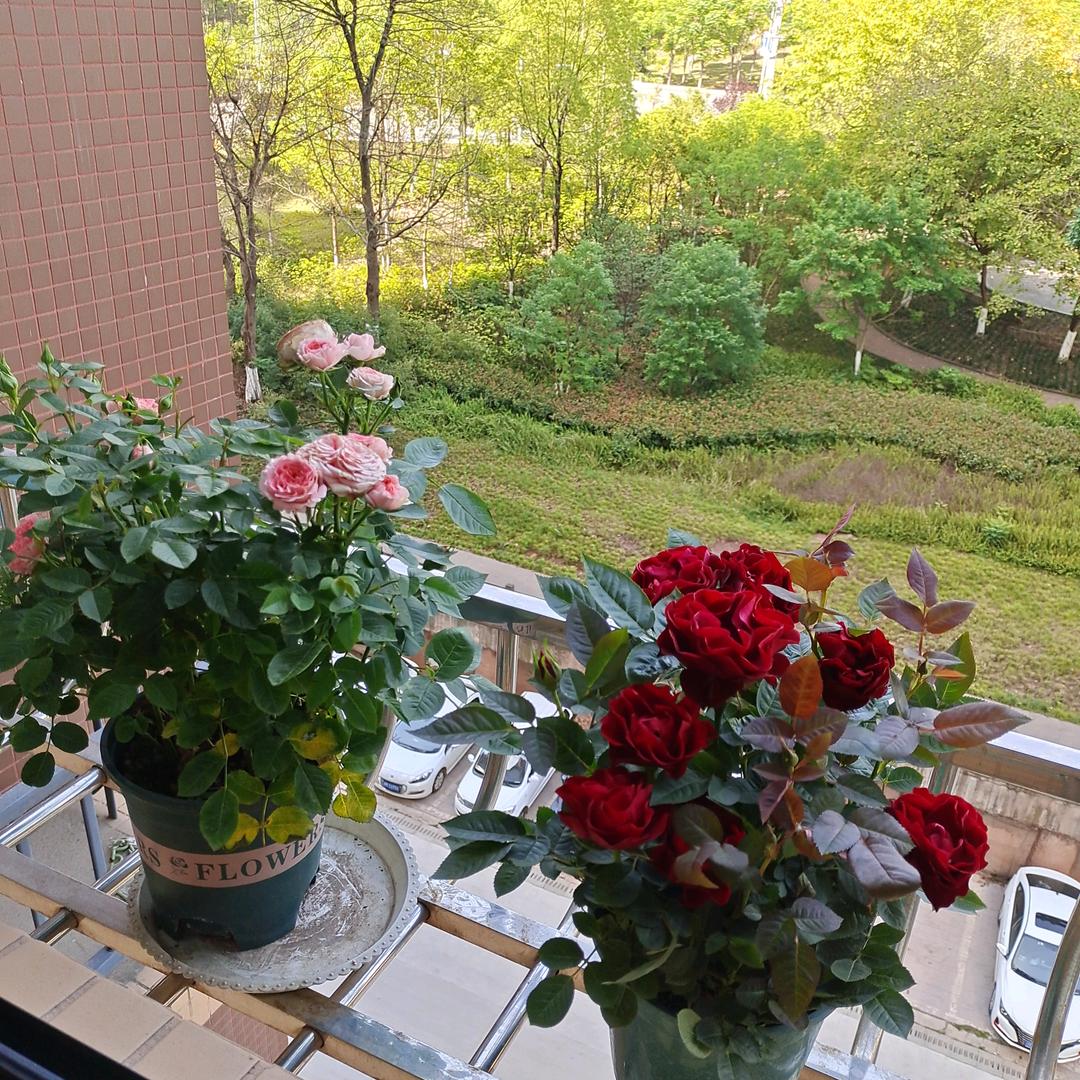 淡淡的花香，十里飘香