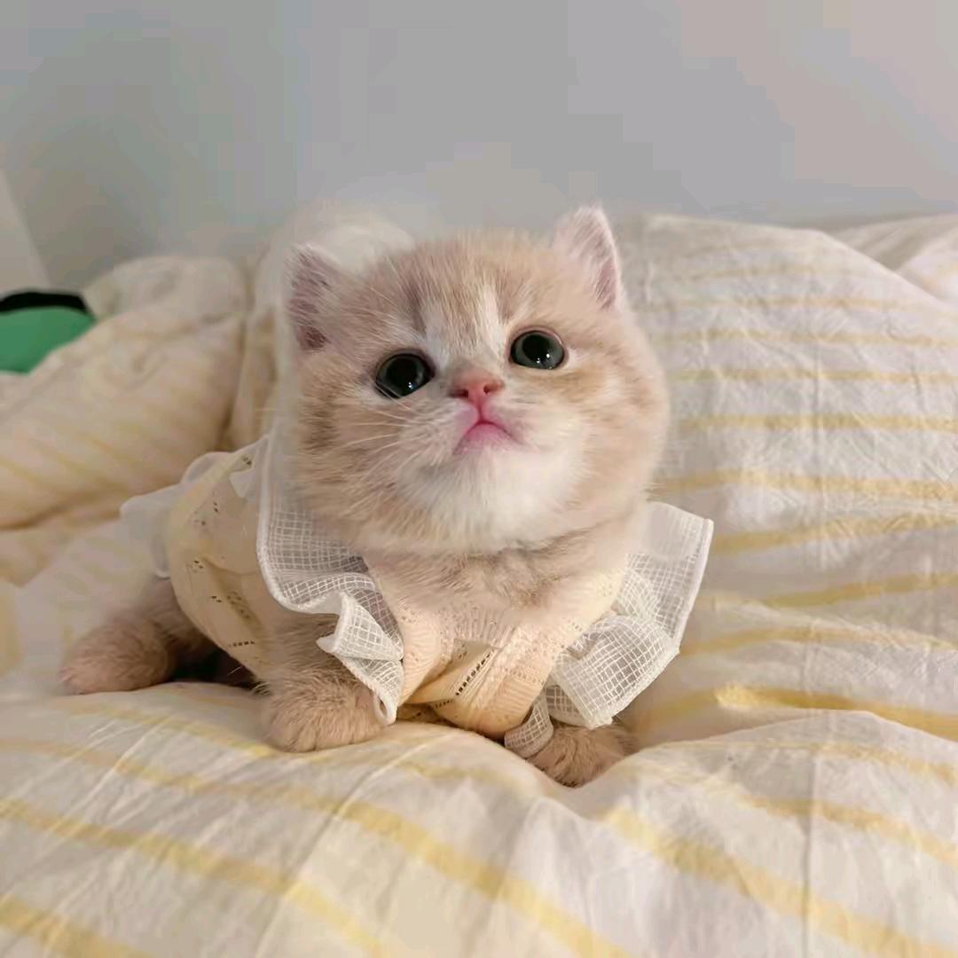 啊丽好物