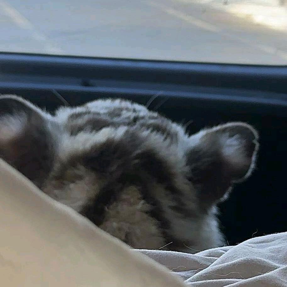 ゥ