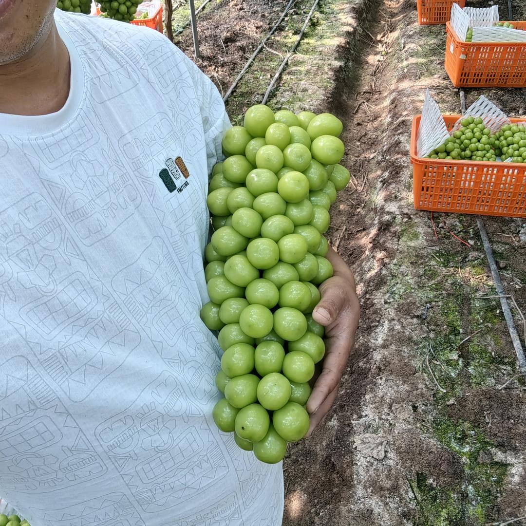 大凉山特色水果搬运工