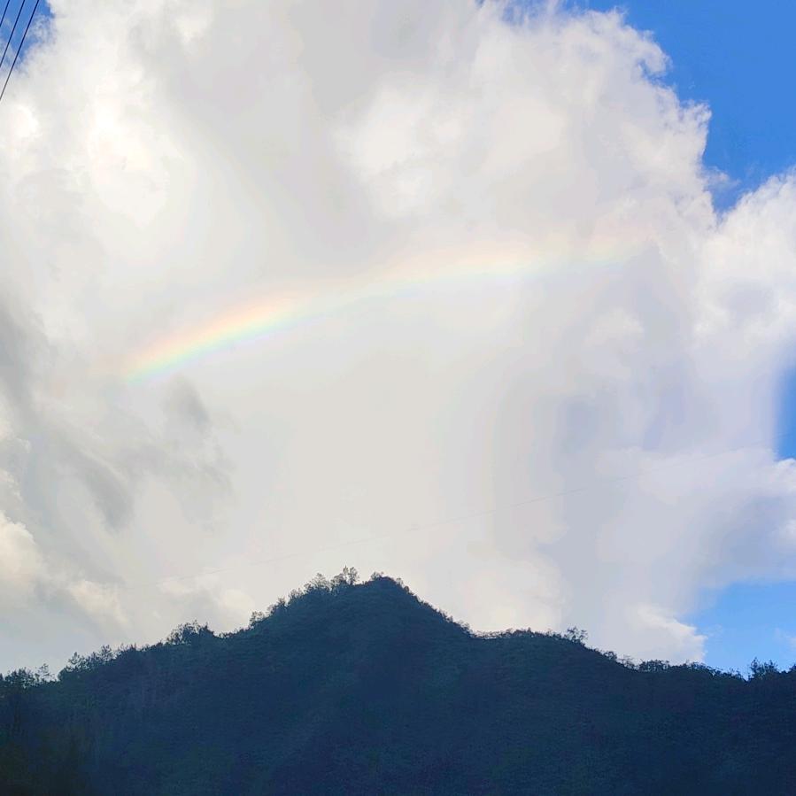 🦋金羽栖梧🦋