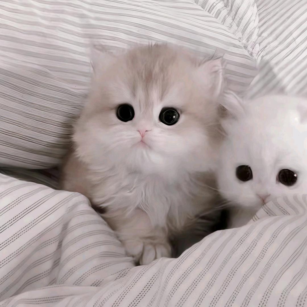 缘修.
