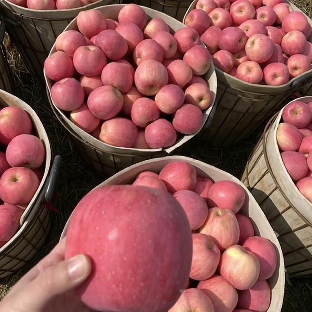 烟台苹果🍎