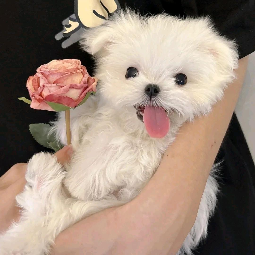 茴惘