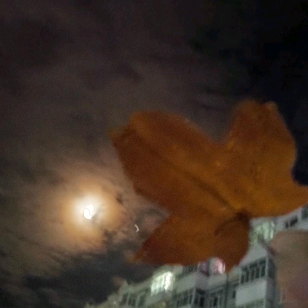 小枫子（乱飞版）