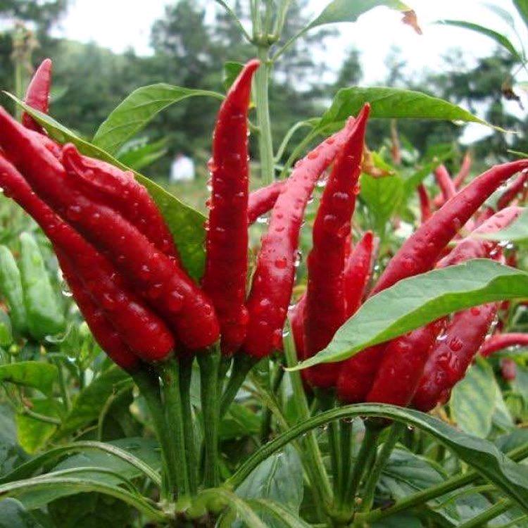 辣椒🌶️