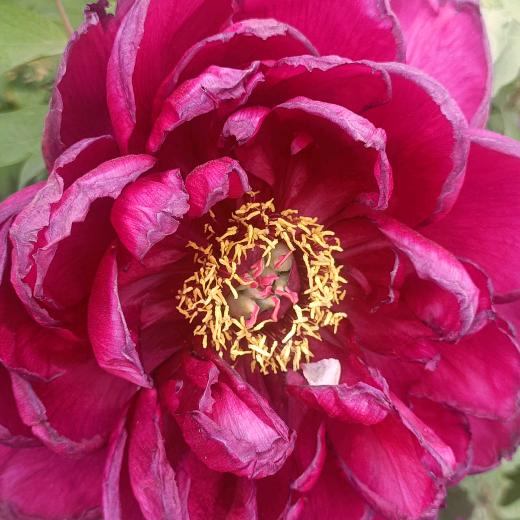 🌹靓晶静(拒绝连赞)谢谢🌹