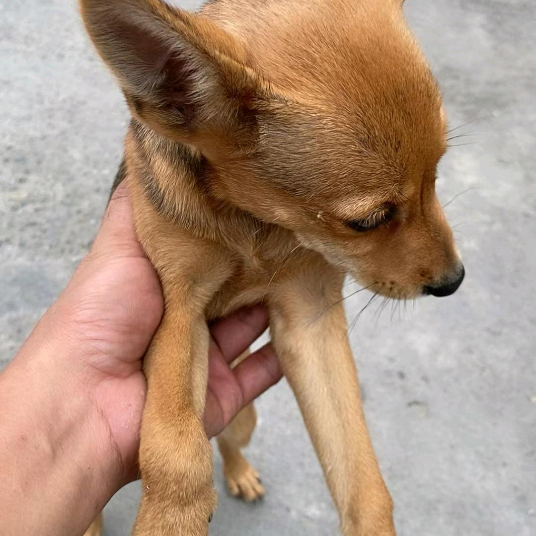晓小嘿呀