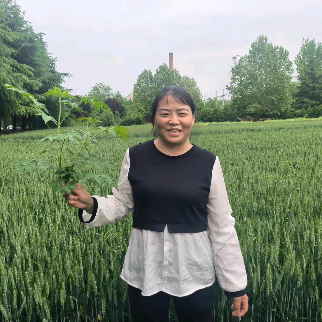 阳光妹