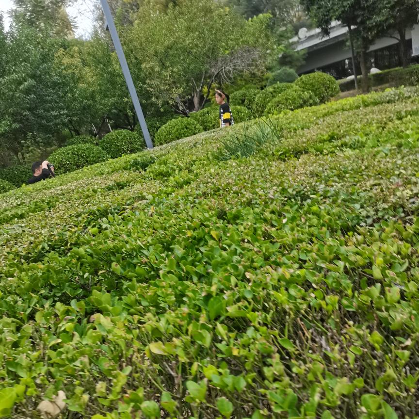 🕊礼尚王来ృ༊