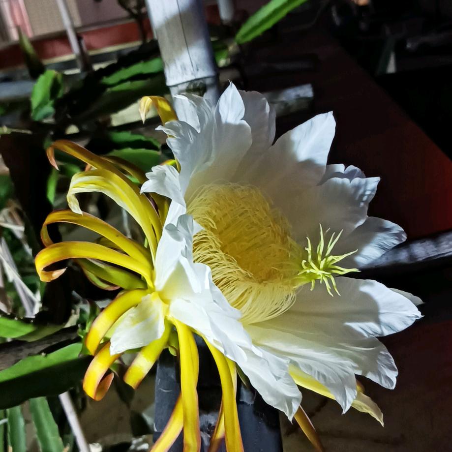 李