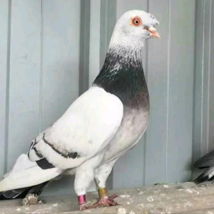 甘肃-🕊-高飞