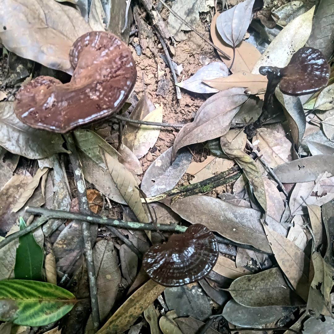 小顏