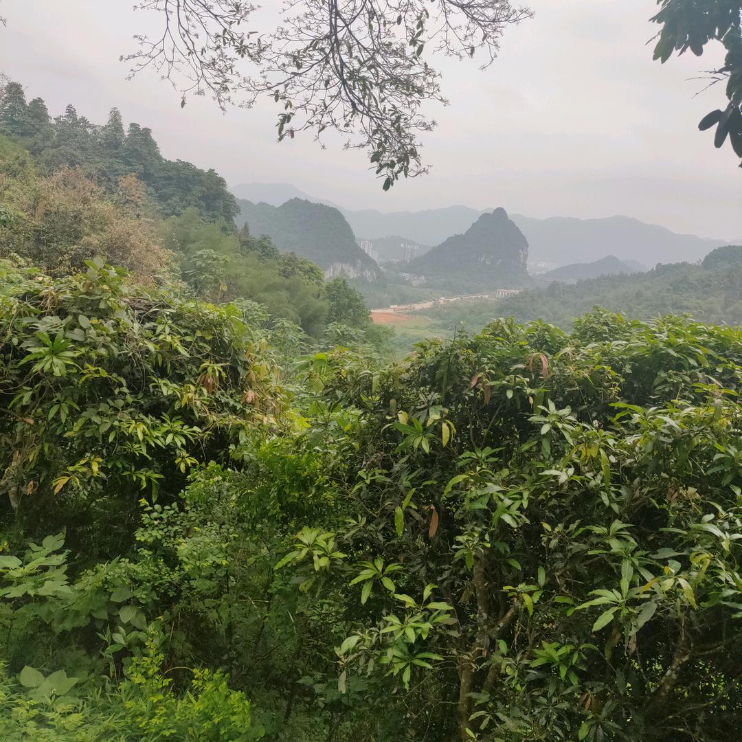 子南
