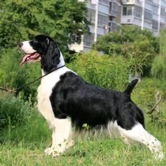 杰鹏史宾格犬舍