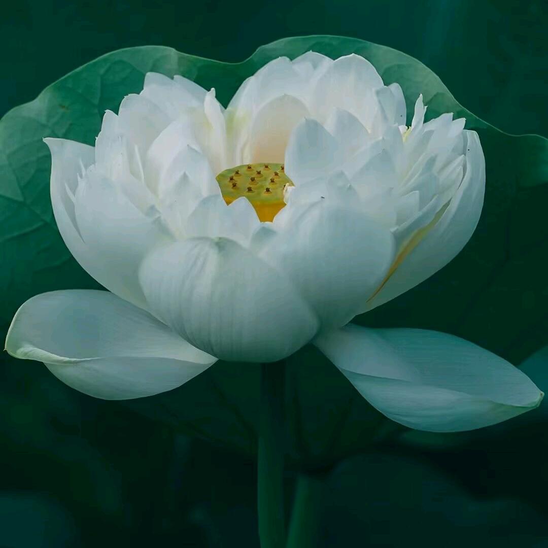 ｛森504｝桃花依旧笑春风🌸