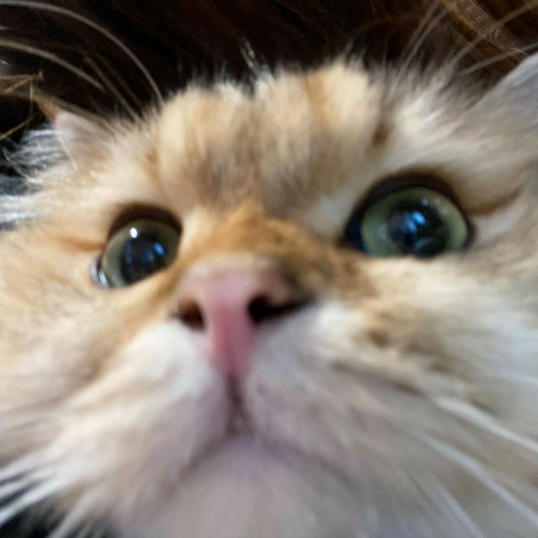泥巴