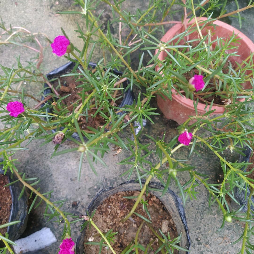 春天花会开