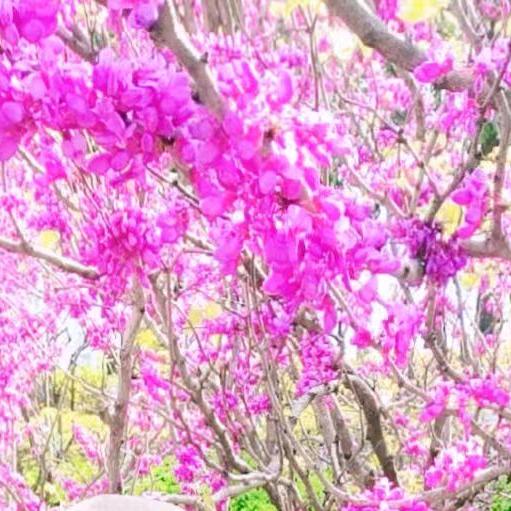 雪花★