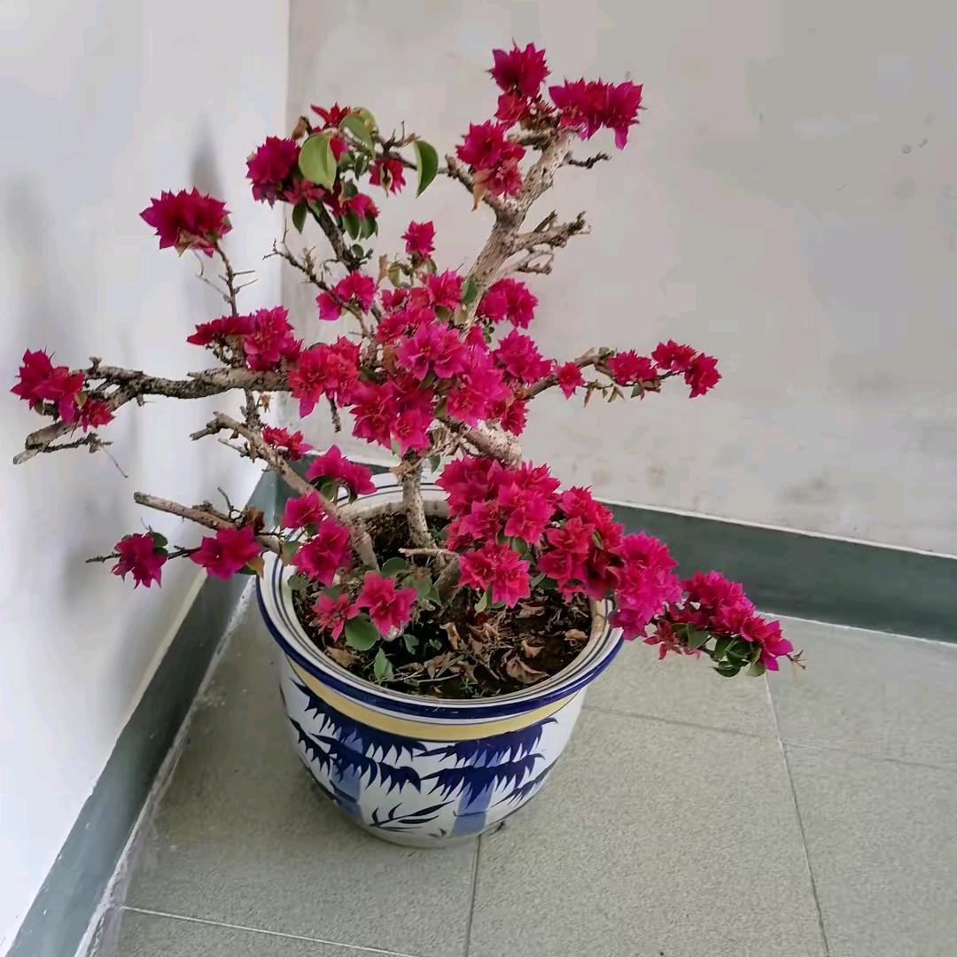 心想 事成