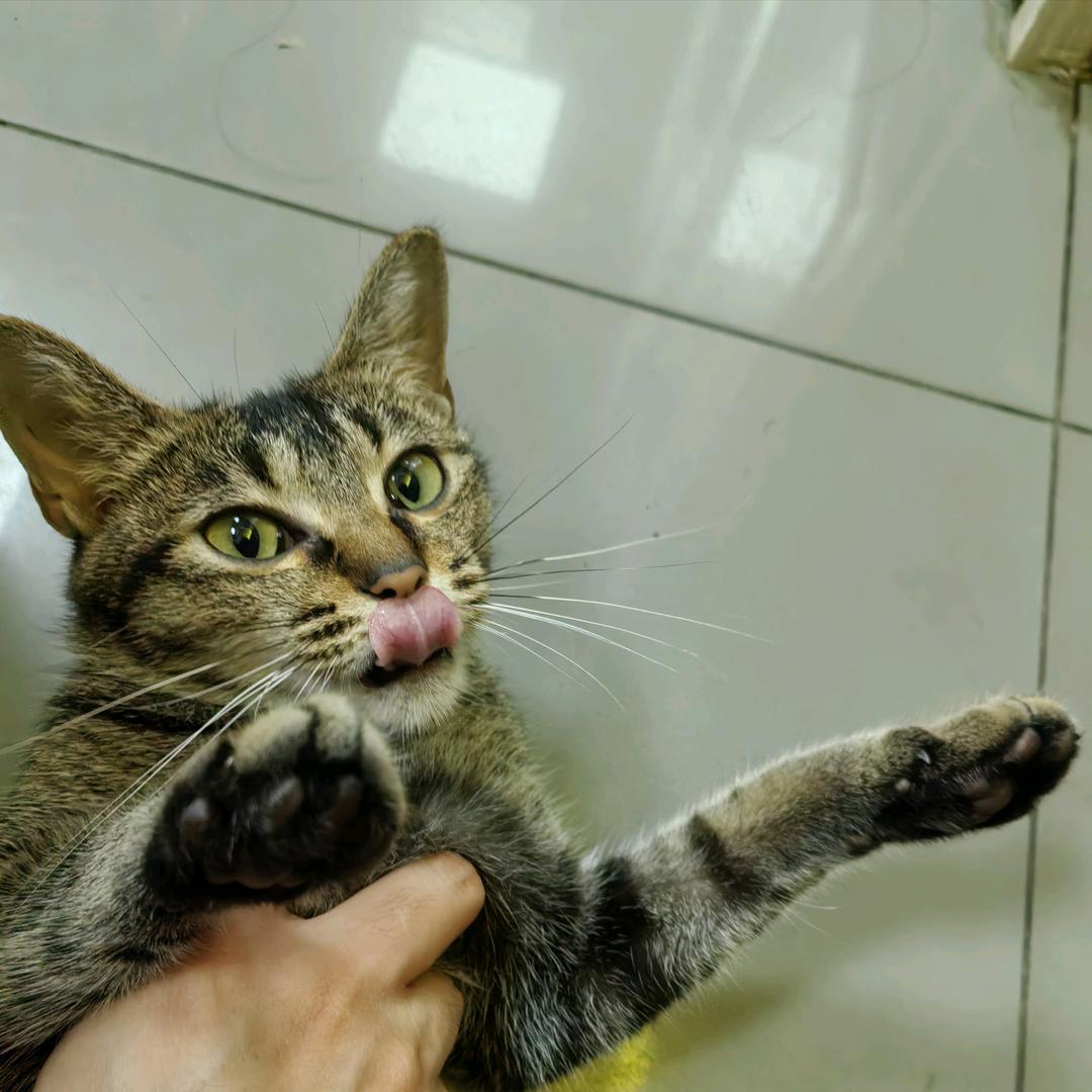 旺财是个智商为负数的猫