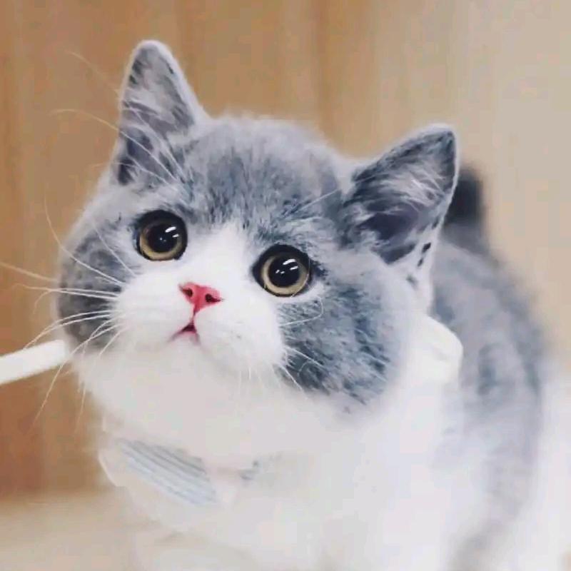 小猫快跑