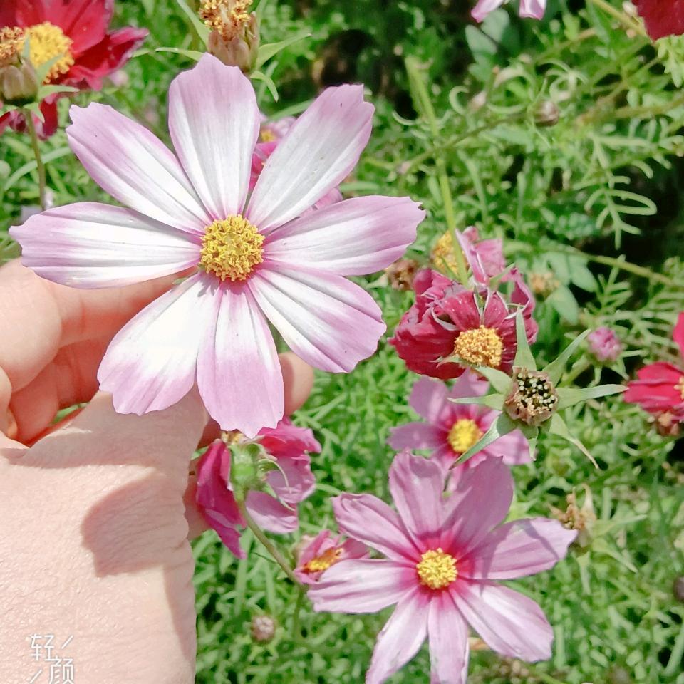 @ღ᭄小鸟依人💫