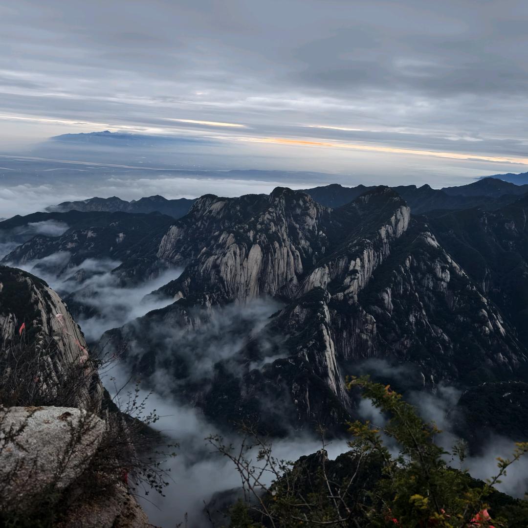 帅气折耳根.