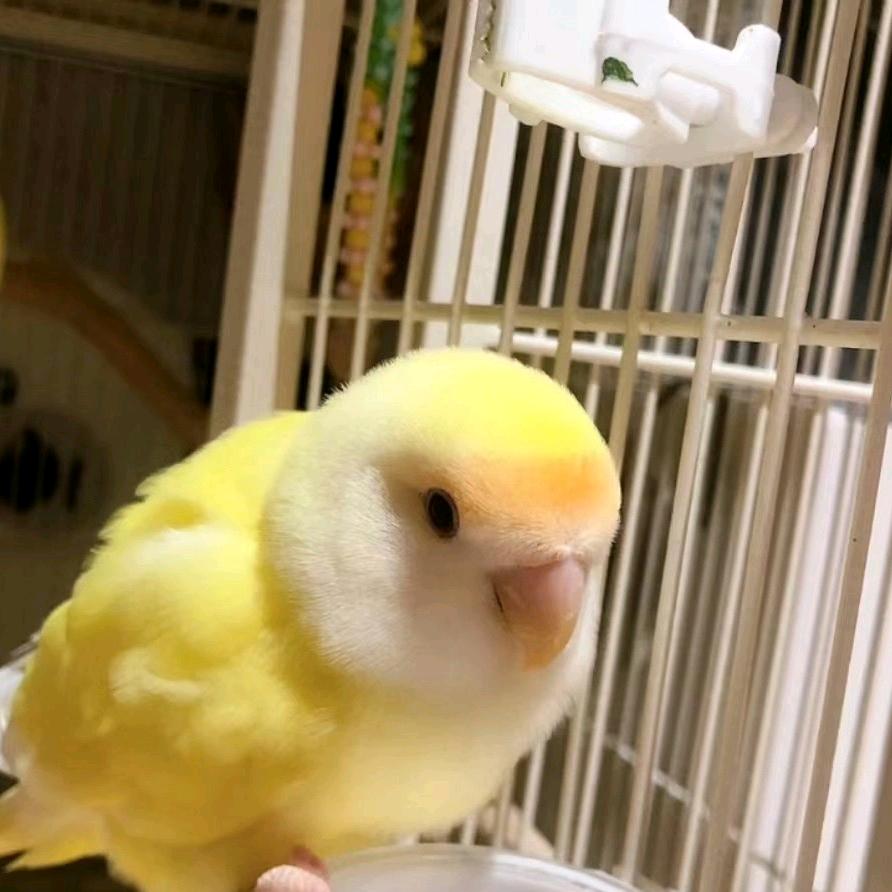 许七安