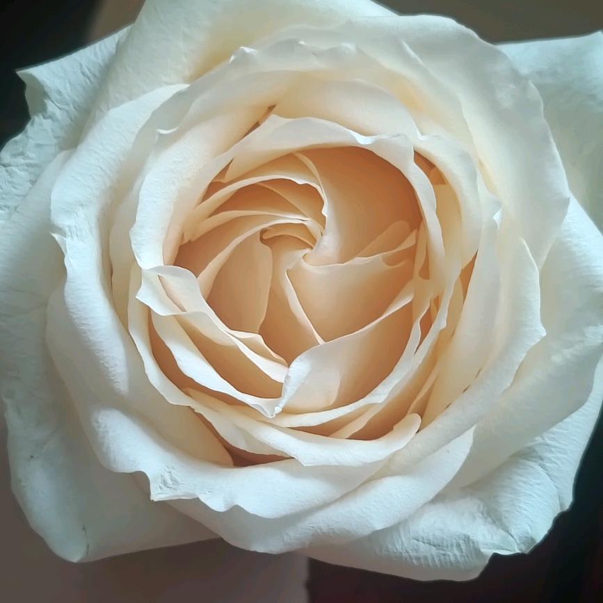 一生一世只爱你